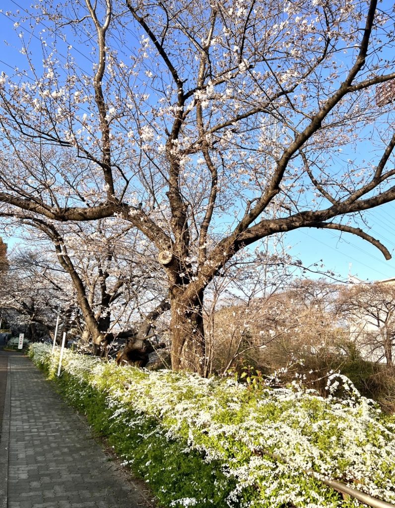 山崎川　散歩