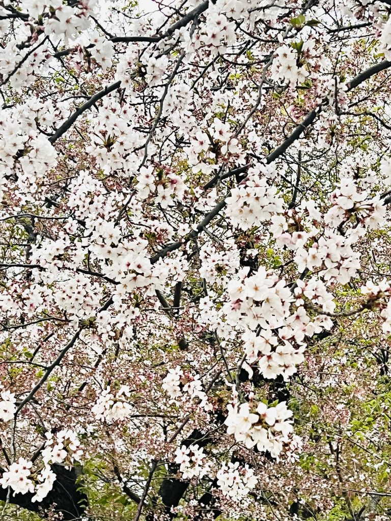 鶴舞公園の桜