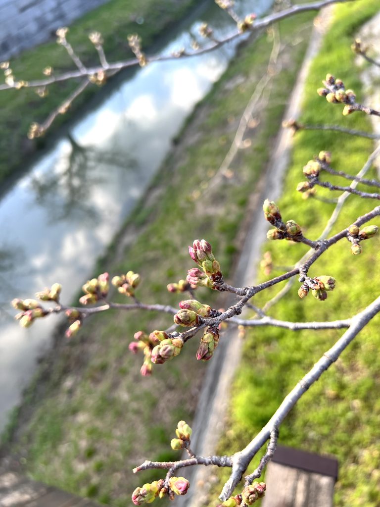 ゆずと山崎川散歩