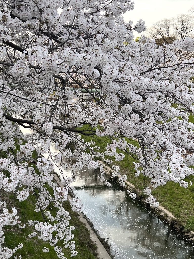 山崎川　お花見散歩