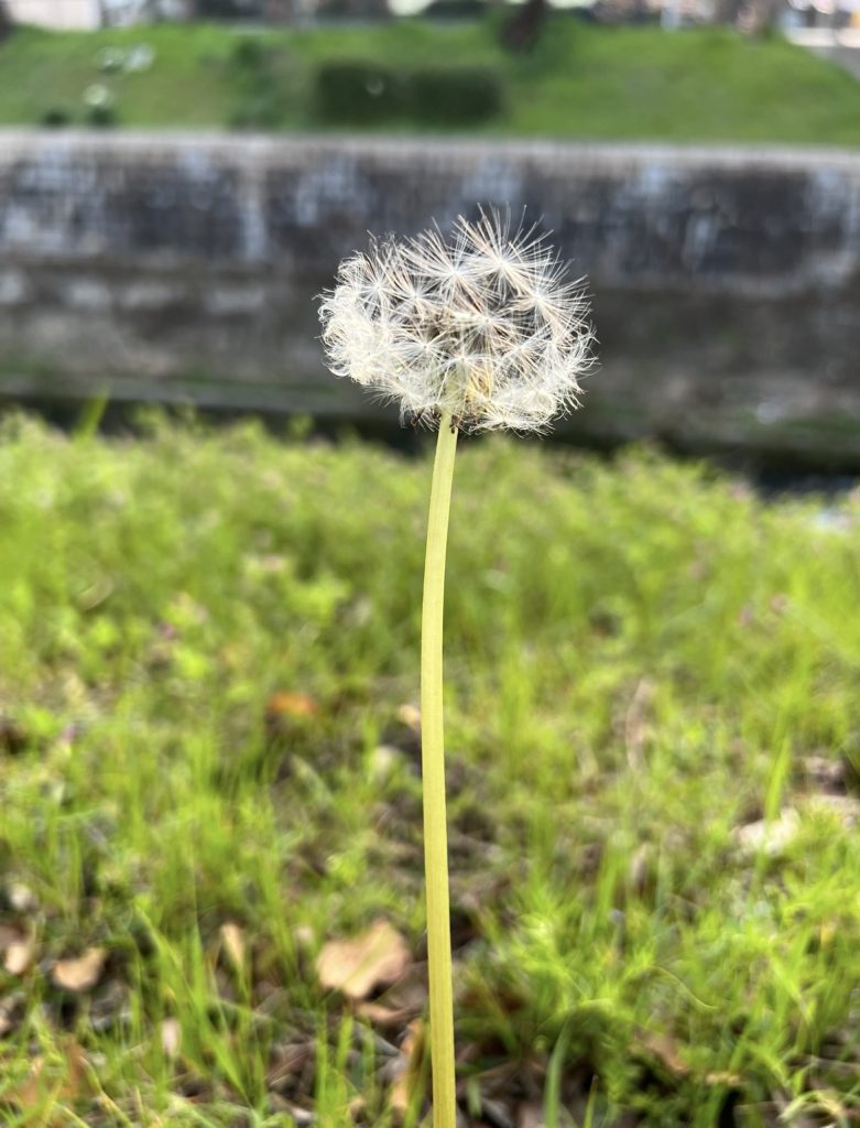 生命(いのち)は　吉野　弘